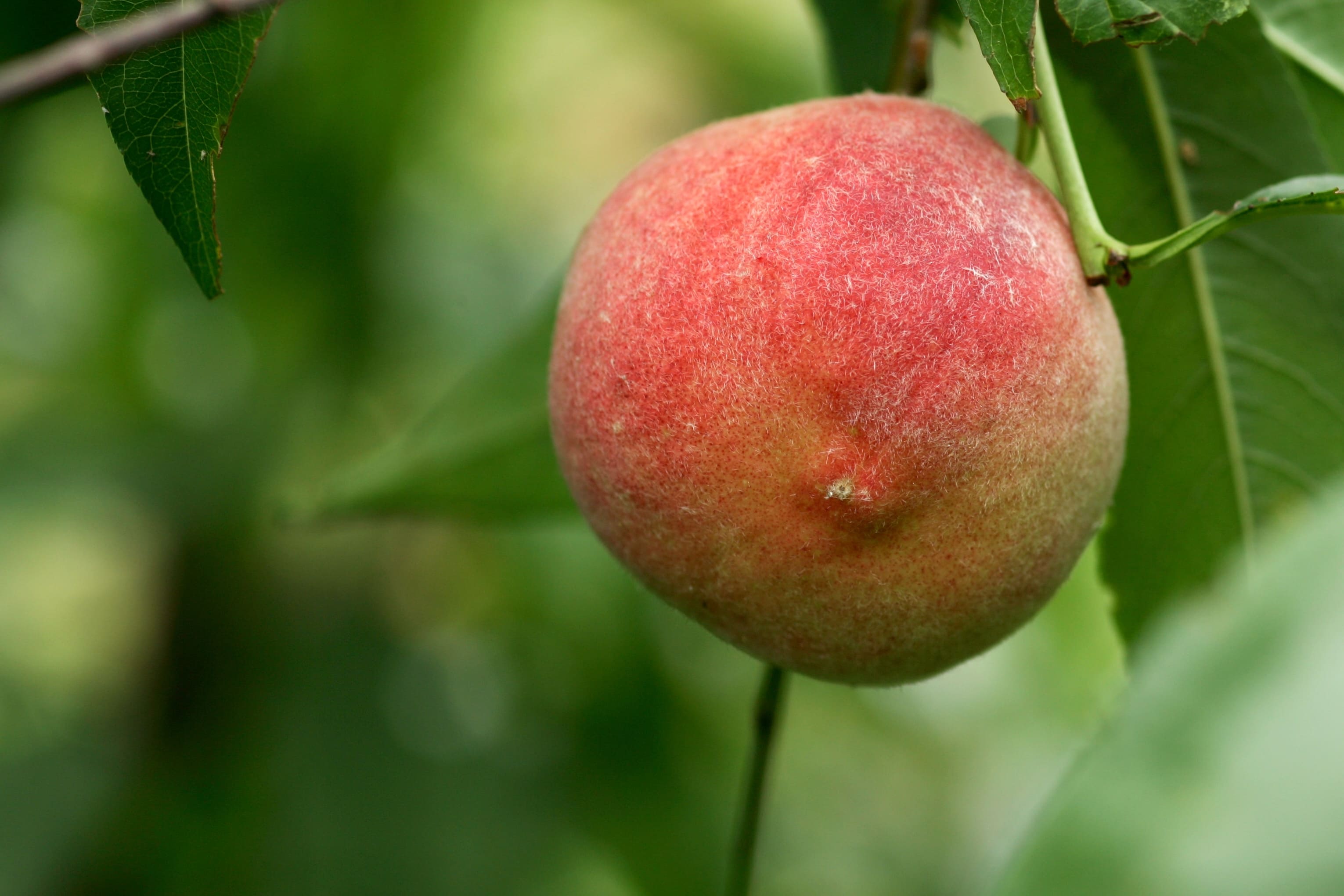 水蜜桃的島嶼風味地圖：台灣從引進到自有品種的甜蜜進化史