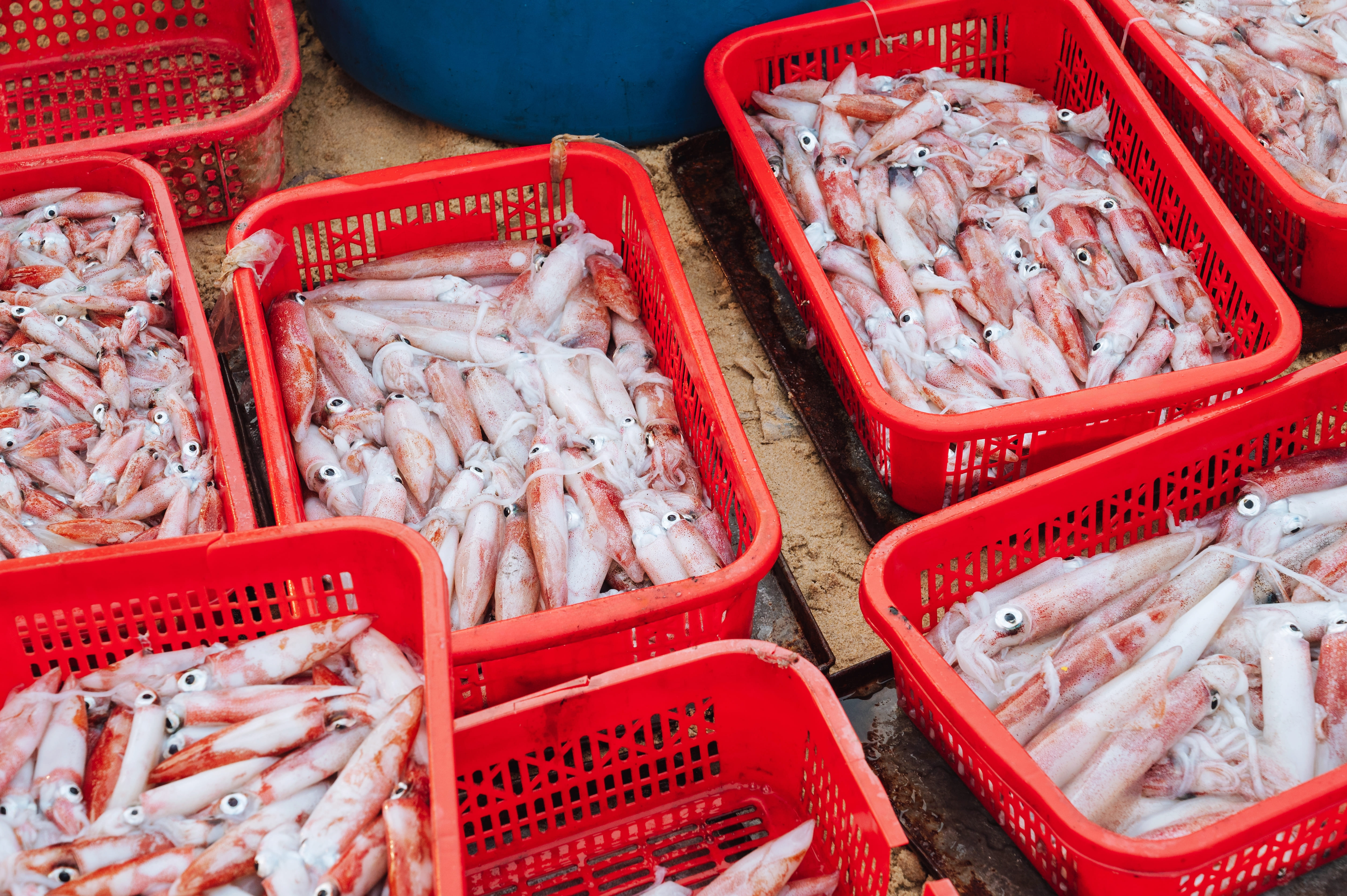 有黏液、紅星點...這樣挑鎖管「尚青」！鎖管季帶你大啖新鮮海味