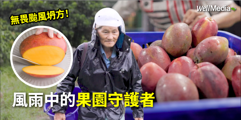 暴雨封路 宅配不等人 芒果農與老天賽跑 風雨中種出外銷的香甜滋味