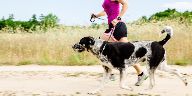 狗狗放風、主人跟著動起來！遛狗一星期多走 10 公里 刺激人類運動慾