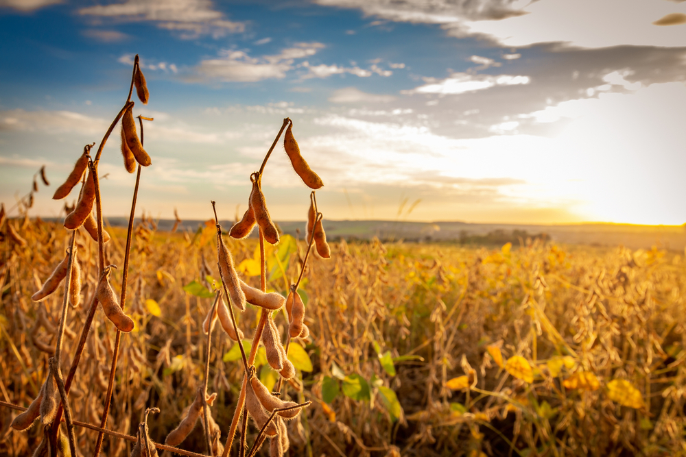 餐桌上的黃金傳奇：基改與非基改黃豆有何不同？本土黃豆是低碳排、優質蛋白的首選嗎？