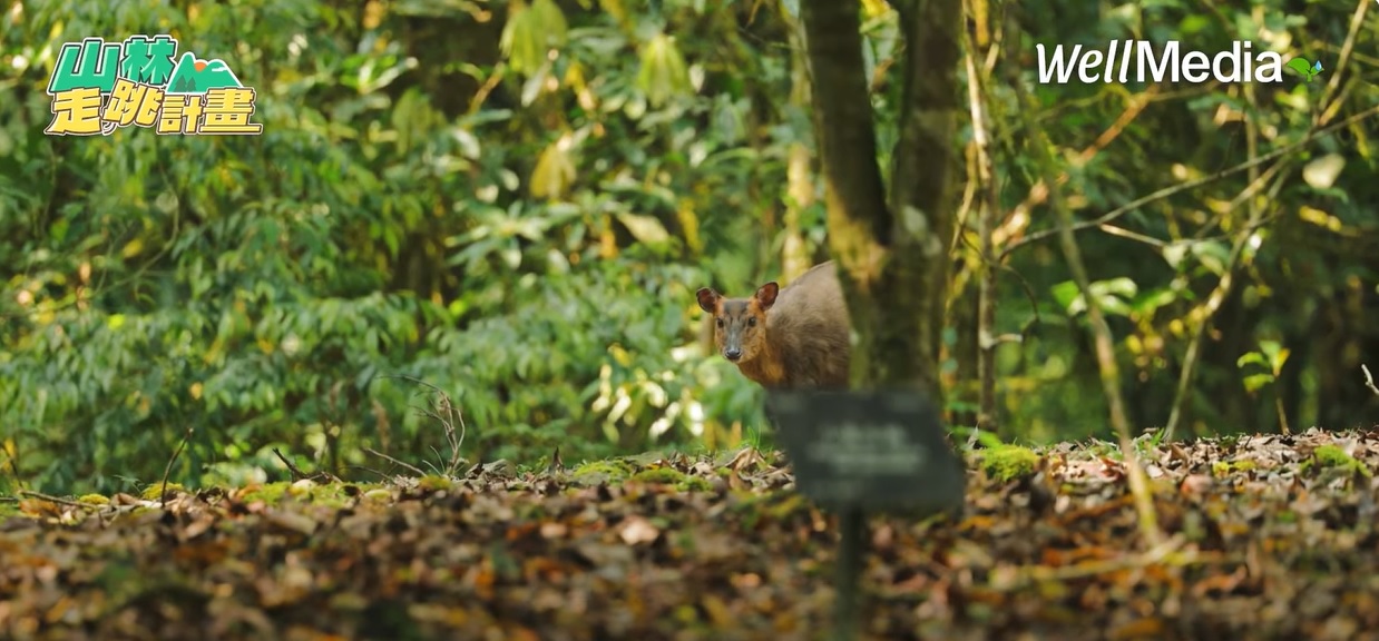 從森林到浮島　探索台灣最原始綠色永續生命線