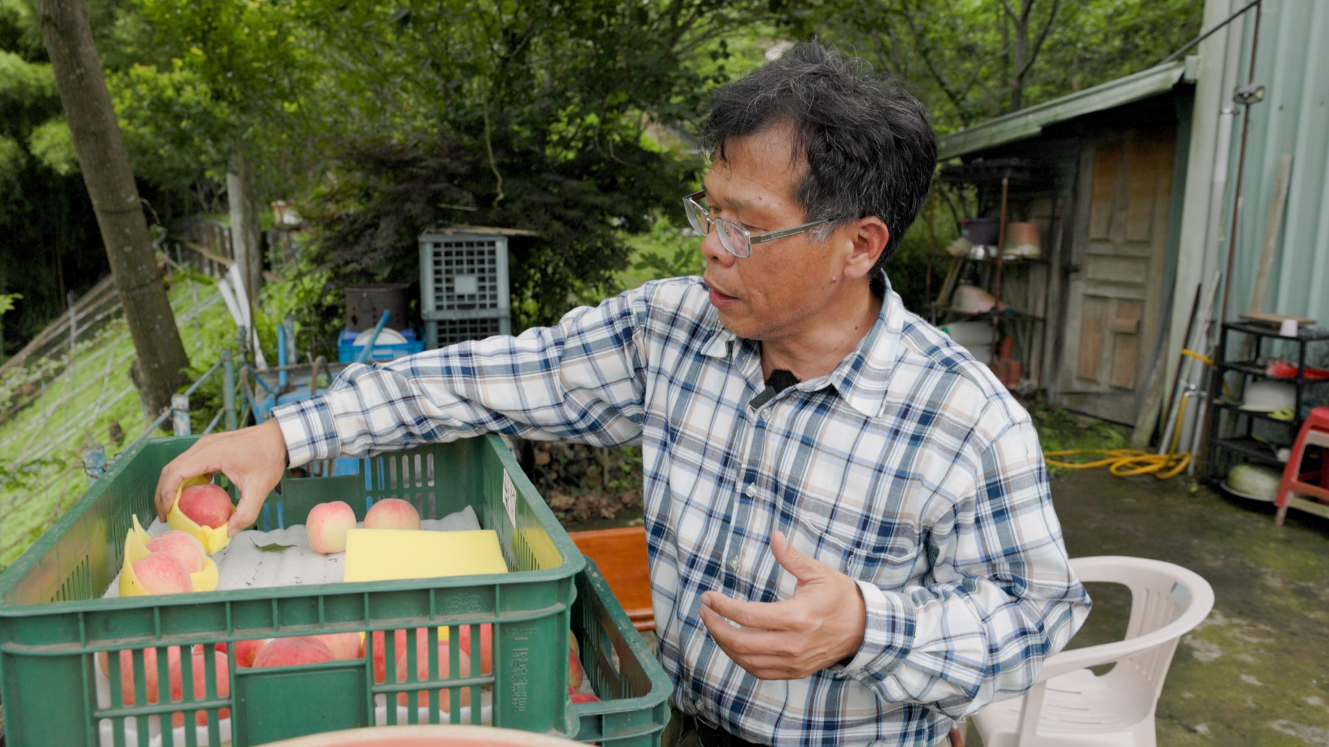 高山裡甜蜜堅持：他用有機水蜜桃守護整座山林