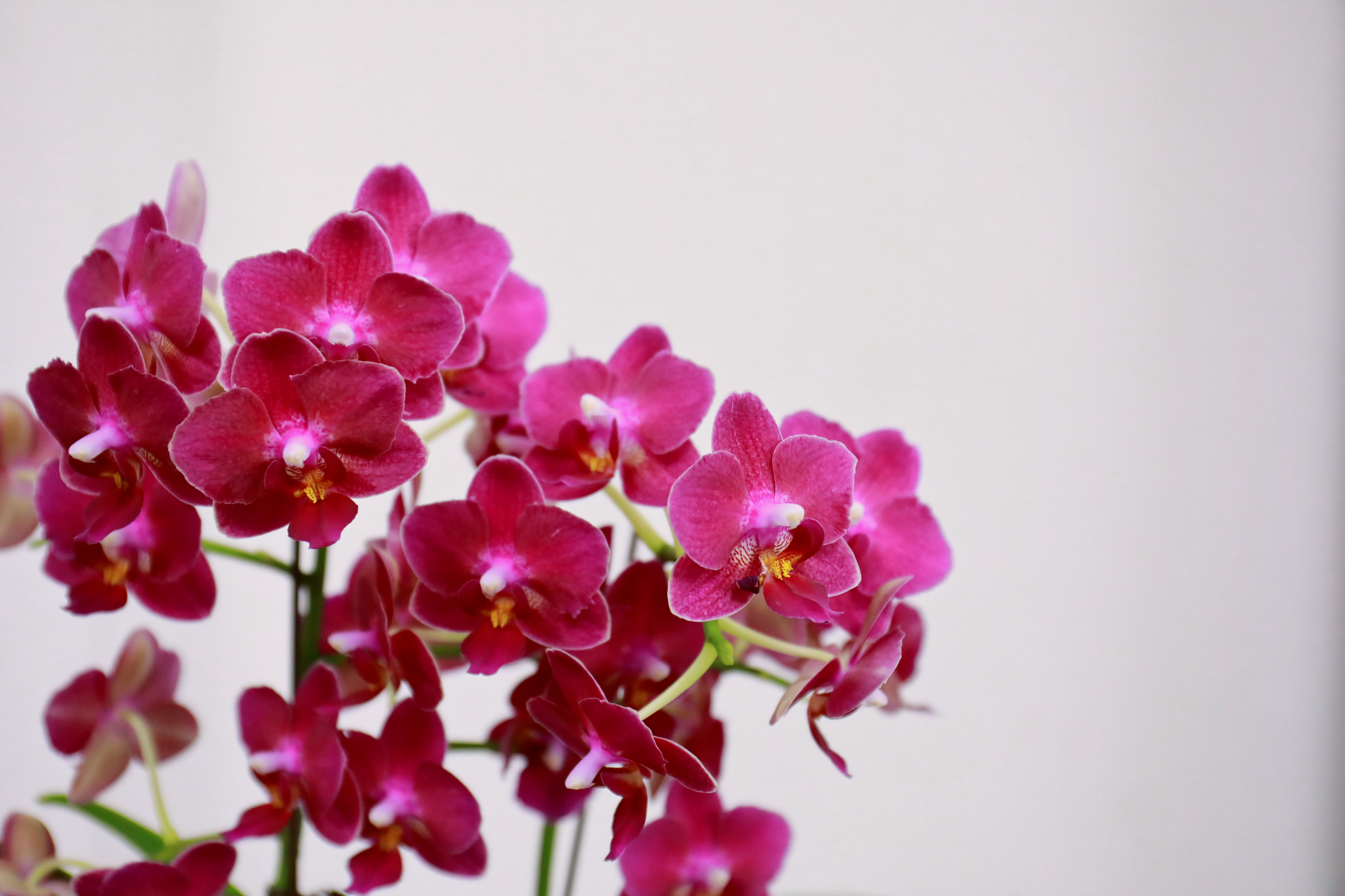 美麗商機２：臺灣花卉出口成長13%寫7年新高　花農卻憂關稅、內需雙重挑戰